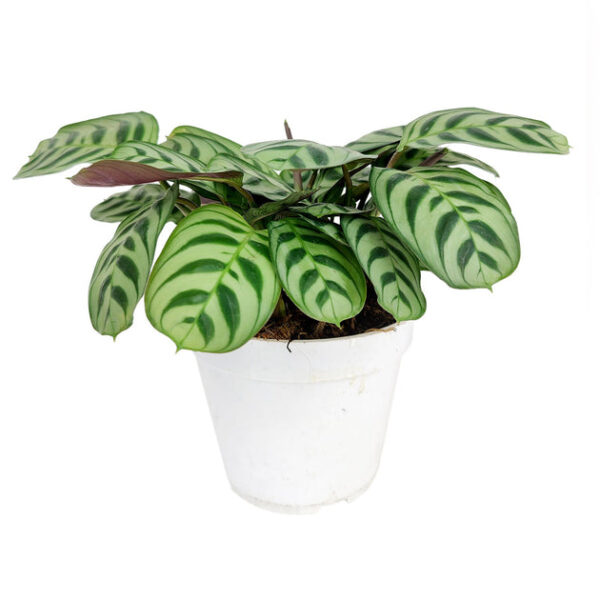 Calathea Burle Marx - Image 3