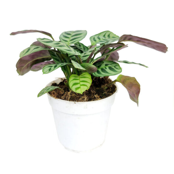 Calathea Burle Marx - Image 9