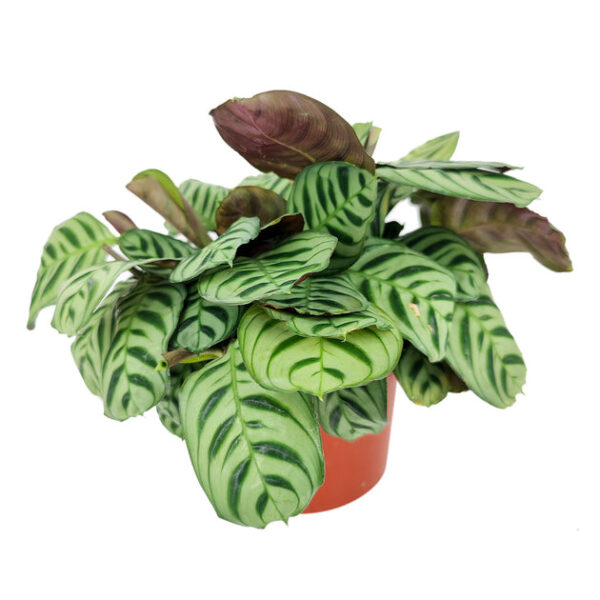 Calathea Burle Marx - Image 2