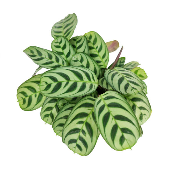 Calathea Burle Marx - Image 8
