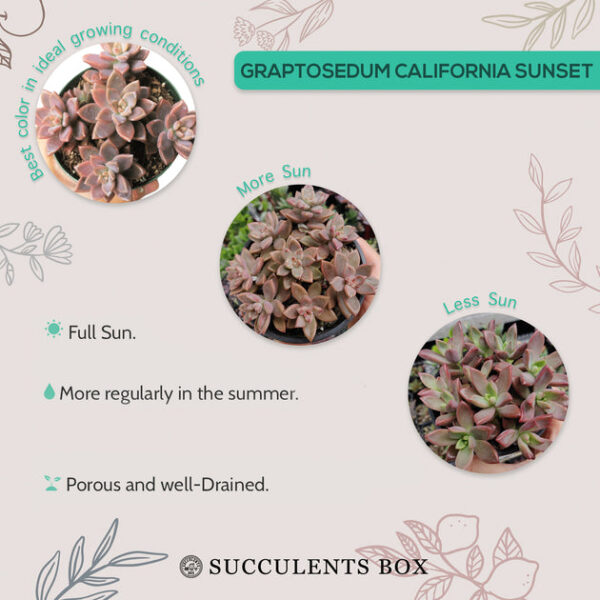 Graptosedum California Sunset - Image 8