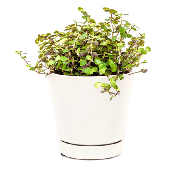 Callisia Repens Sedum (Turtle Vine) - Image 7