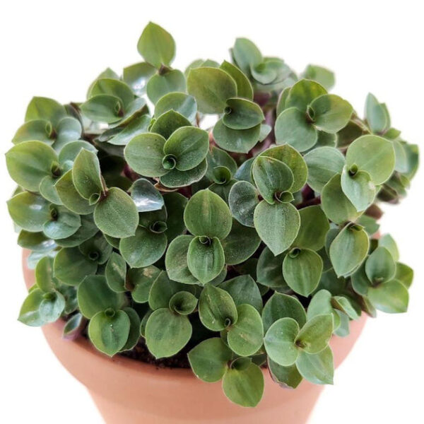 Callisia Repens Sedum (Turtle Vine) - Image 5