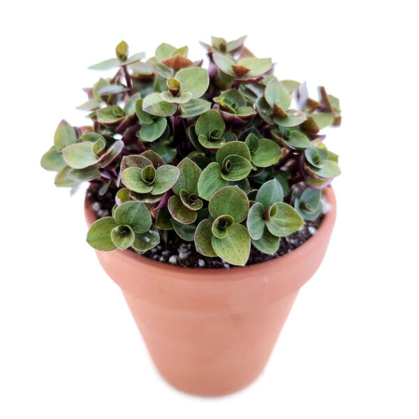 Callisia Repens Sedum (Turtle Vine) - Image 2