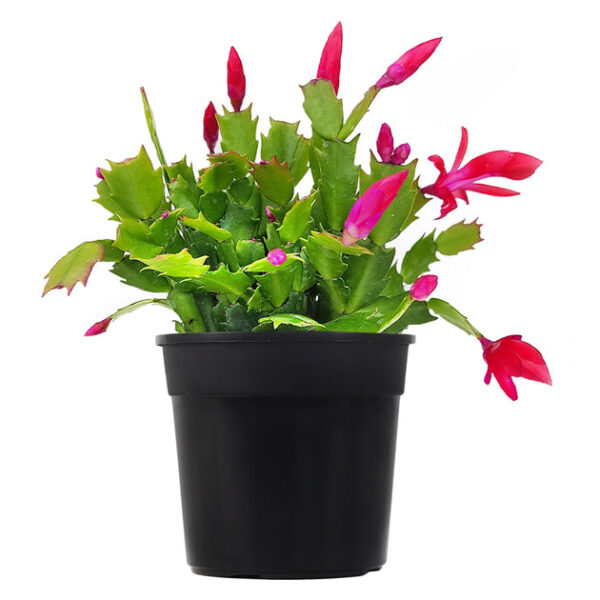 Random Color Christmas Cactus Thanksgiving Cactus - Image 4