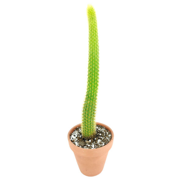 Cleistocactus Winteri Golden Rat Tail Cactus - Image 3