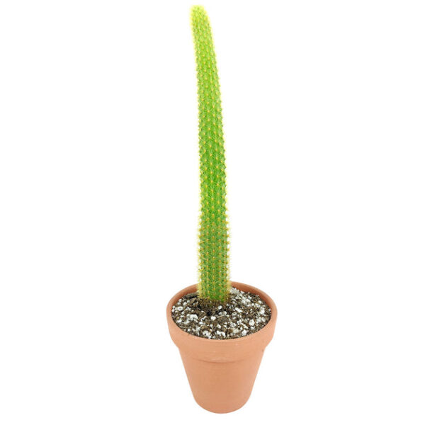 Cleistocactus Winteri Golden Rat Tail Cactus - Image 2