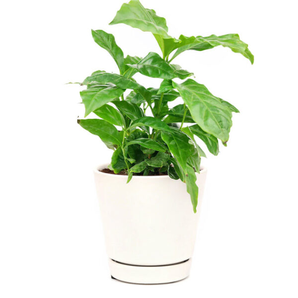 Coffee plant - Image 5