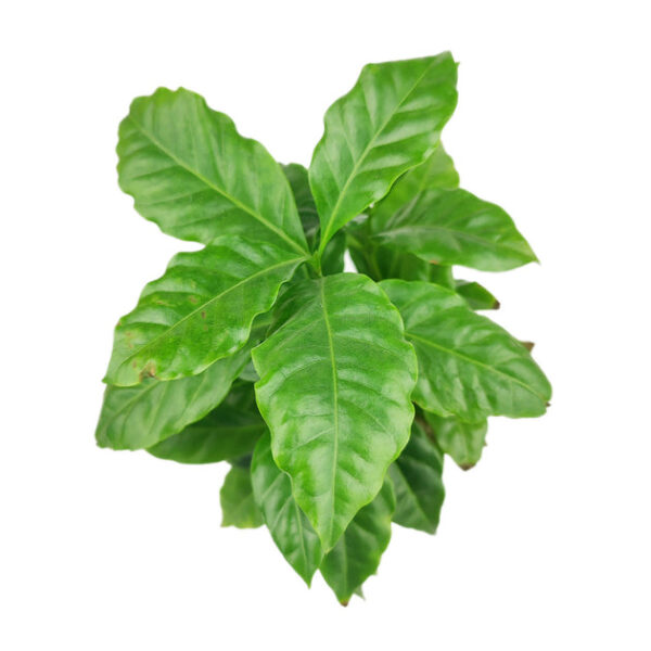 Coffee plant - Image 3