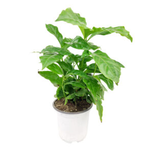 Coffee plant