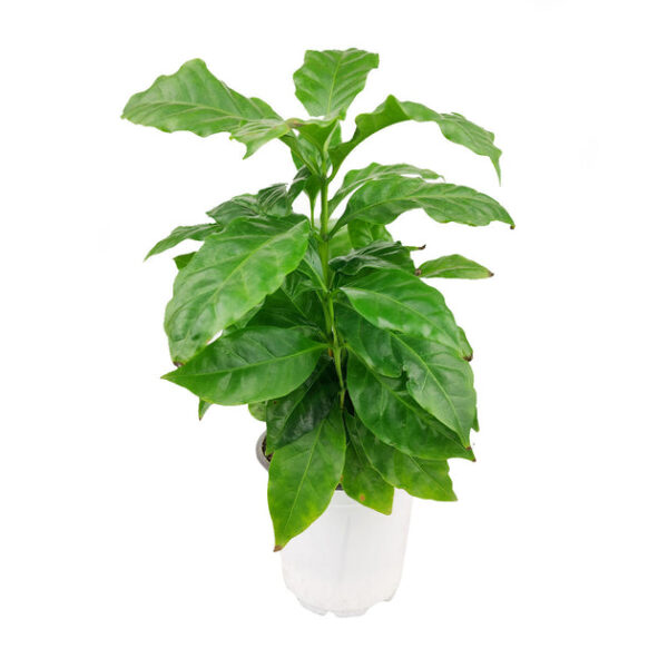 Coffee plant - Image 2