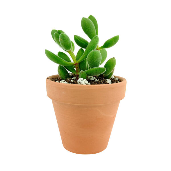 Crassula Congesta Green Beans - Image 3