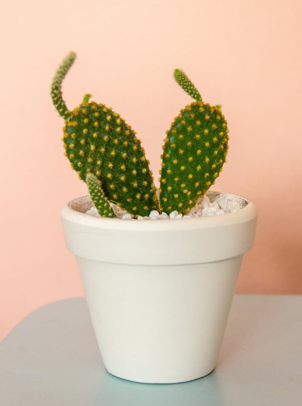 Opuntia Rufida Minima Cinnamon Cactus - Image 3