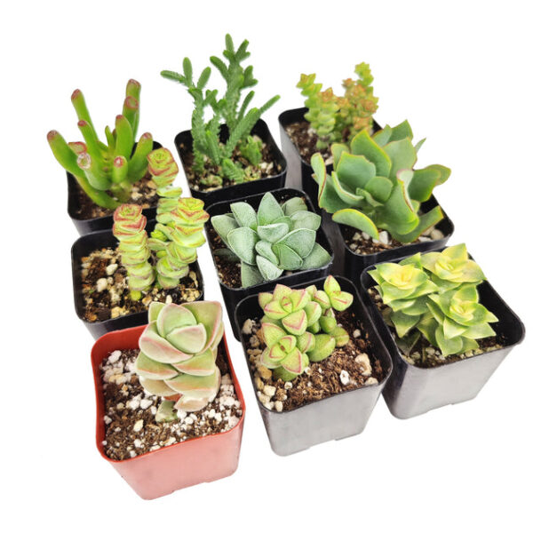 Crassula Succulent Pack - Image 6