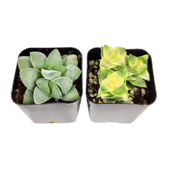Crassula Succulent Pack - Image 3