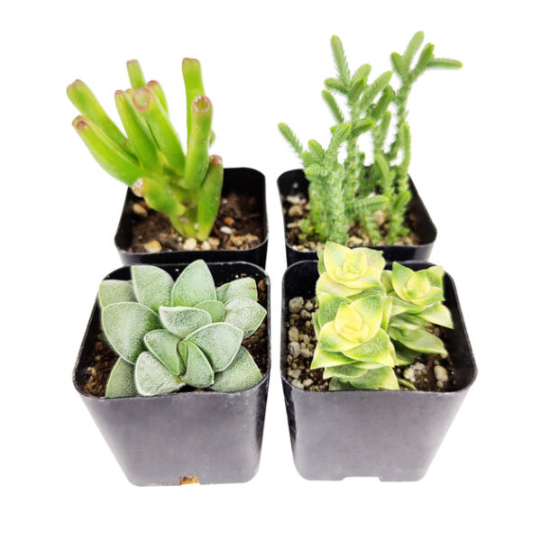 Crassula Succulent Pack - Image 4