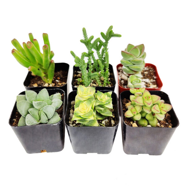 Crassula Succulent Pack - Image 5