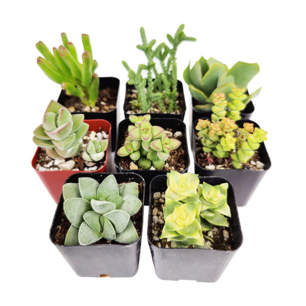 Crassula Succulent Pack - Image 2