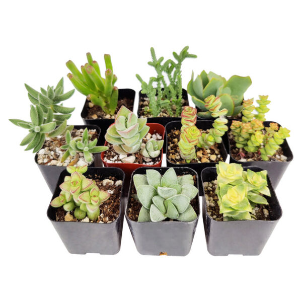 Crassula Succulent Pack - Image 7