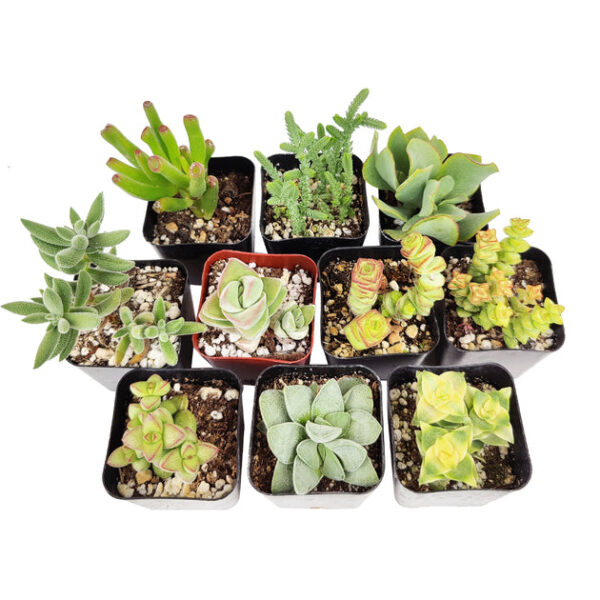 Crassula Succulent Pack - Image 8