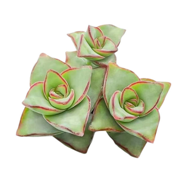 String of Buttons - Image 2