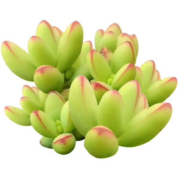 Crassula nudicaulis var. herrei - Image 2