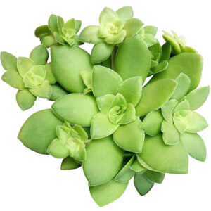 Crassula Orbicularis
