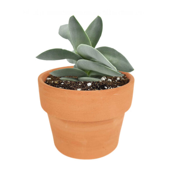 Crassula Falcata Propeller Plant - Image 9