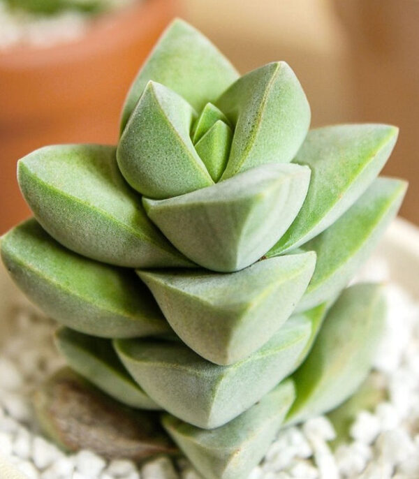 Crassula Moonglow Succulent - Image 4