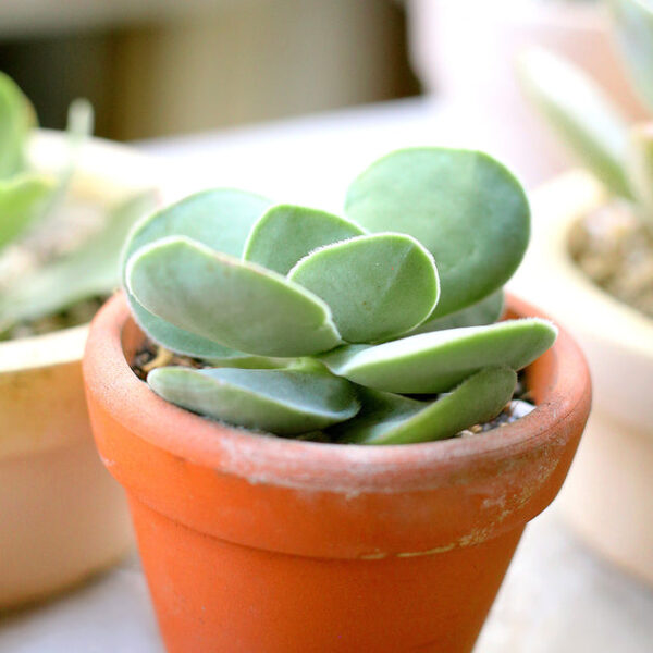 Crassula Cotyledonis - Image 2