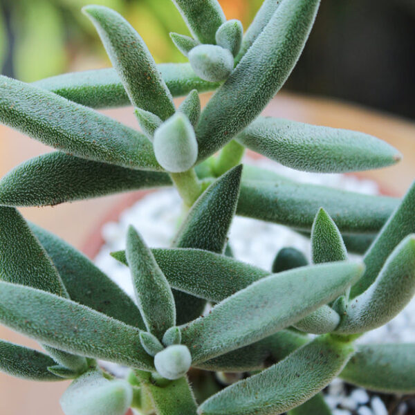 Crassula Mesembryanthemoides Tenelli - Image 2