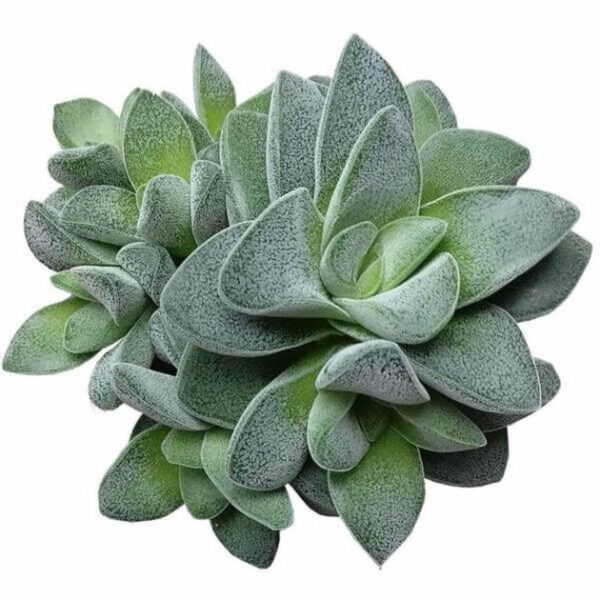 Crassula Morgan hybrid w. Silver Springtime - Image 3
