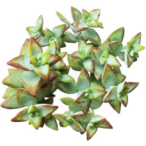 Crassula High Voltage - Image 2