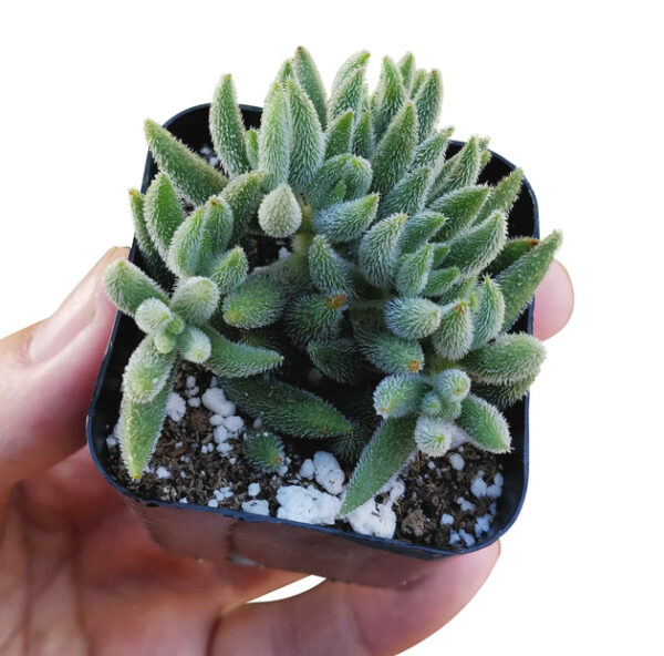 Crassula Mesembryanthemoides - Image 4