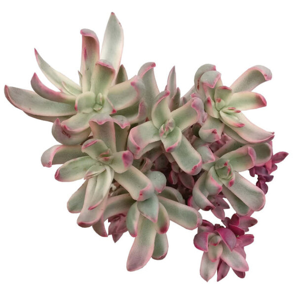 Crassula Candy Cane Rubricaulis - Image 2