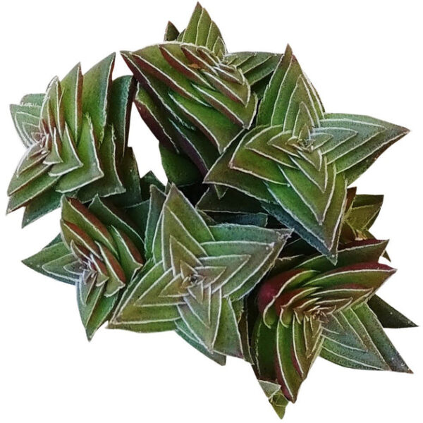 Crassula Pagoda Village - Image 2