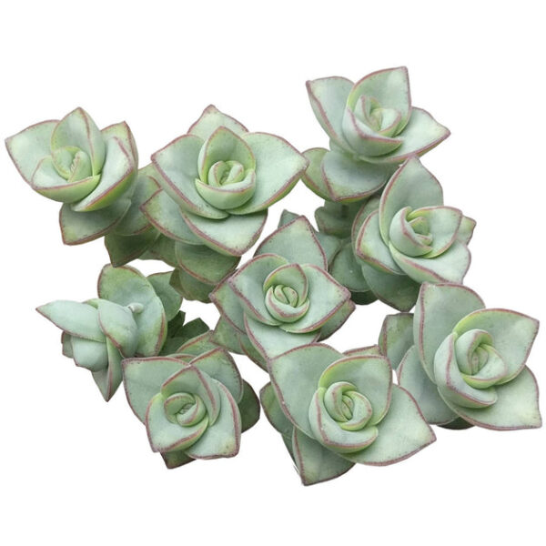 Crassula Ivory Towers - Image 2