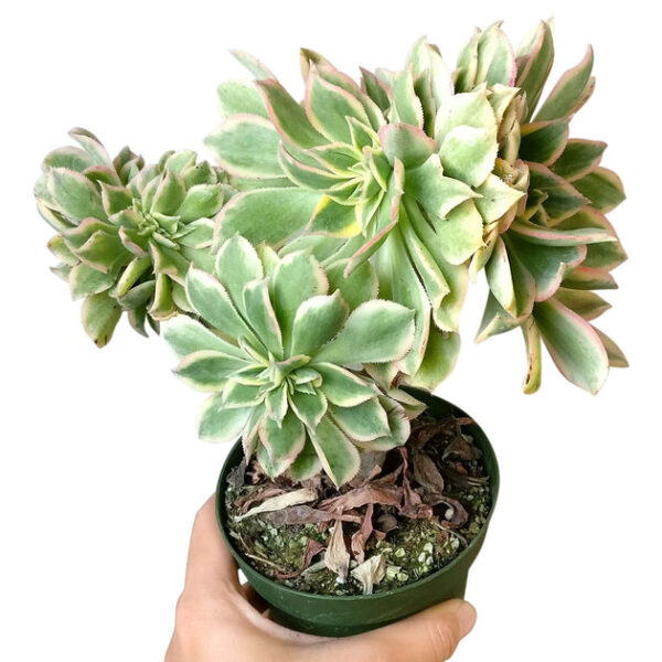 CRESTED Aeonium Sunburst - Image 4