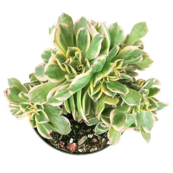 CRESTED Aeonium Sunburst - Image 6