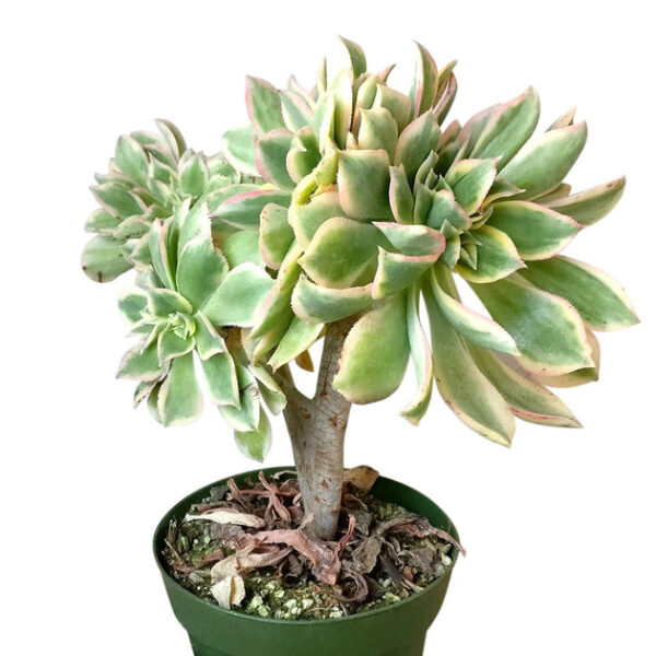 CRESTED Aeonium Sunburst - Image 3