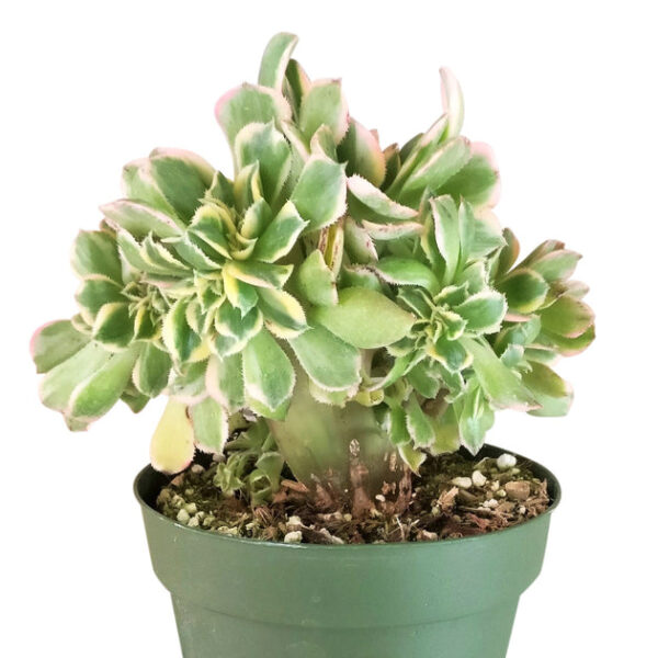 CRESTED Aeonium Sunburst - Image 2