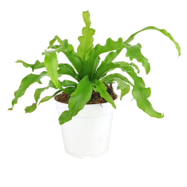 Bird's Nest Fern - Image 2