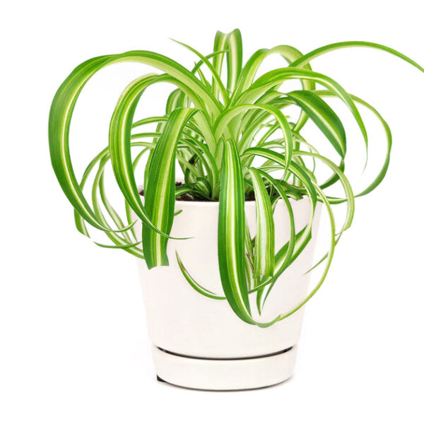 Curly Spider Plant 'Bonnie' - Image 8