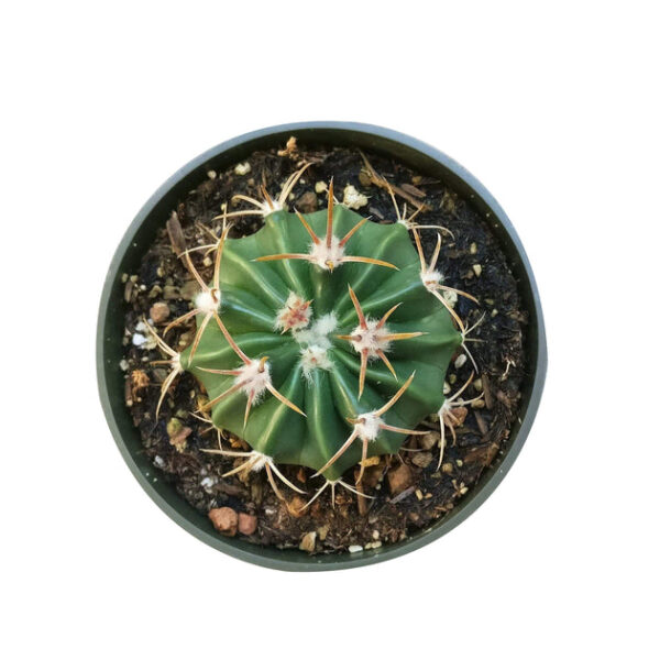 Devil's Tongue Cactus - Image 5