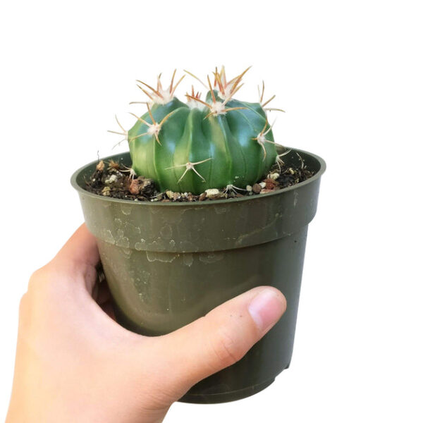 Devil's Tongue Cactus - Image 4