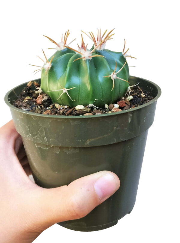 Devil's Tongue Cactus - Image 6