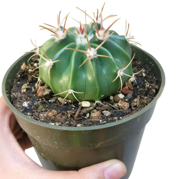 Devil's Tongue Cactus - Image 7