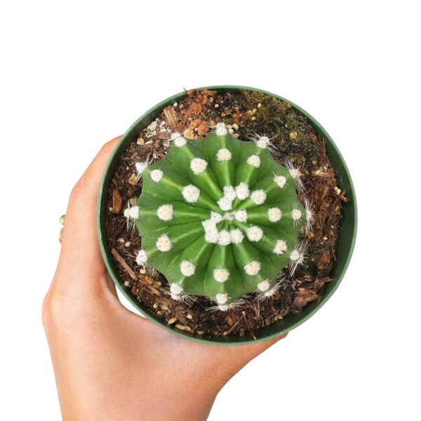 Domino Cactus Echinopsis - Image 5