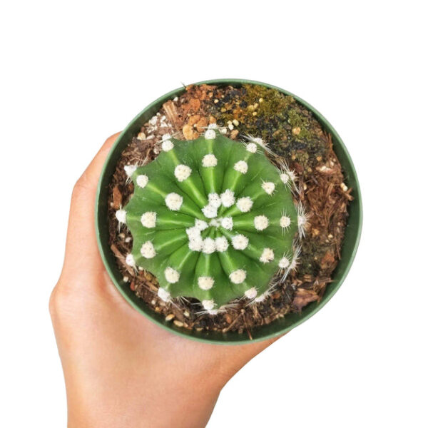 Domino Cactus Echinopsis - Image 6