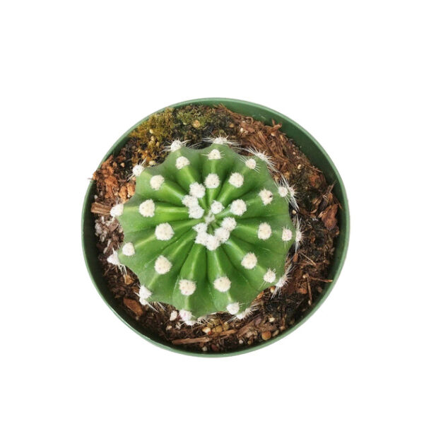 Domino Cactus Echinopsis - Image 7